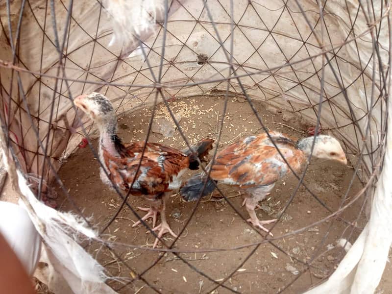 Aseel Chicks pair 1