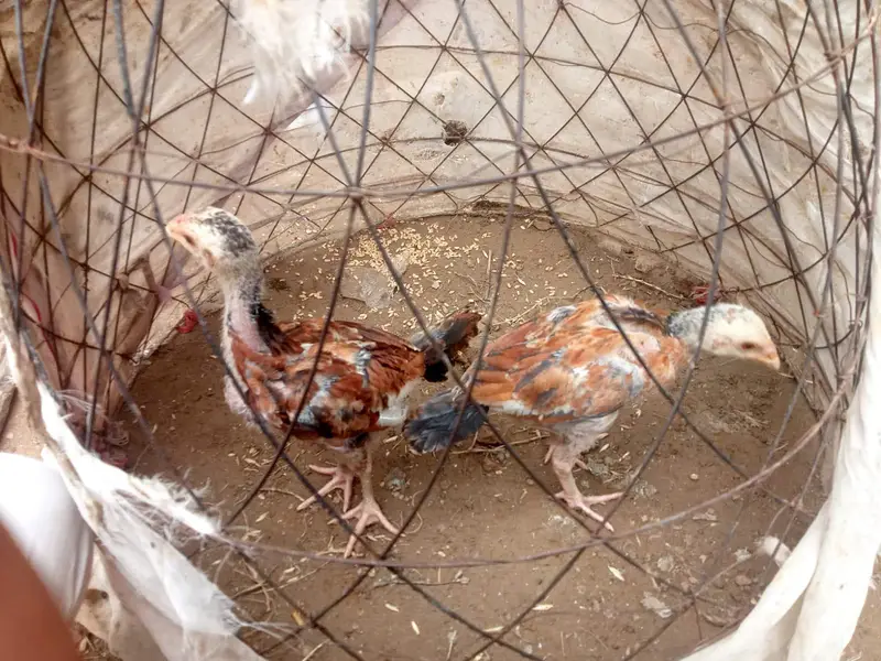 Aseel Chicks pair — photo 2