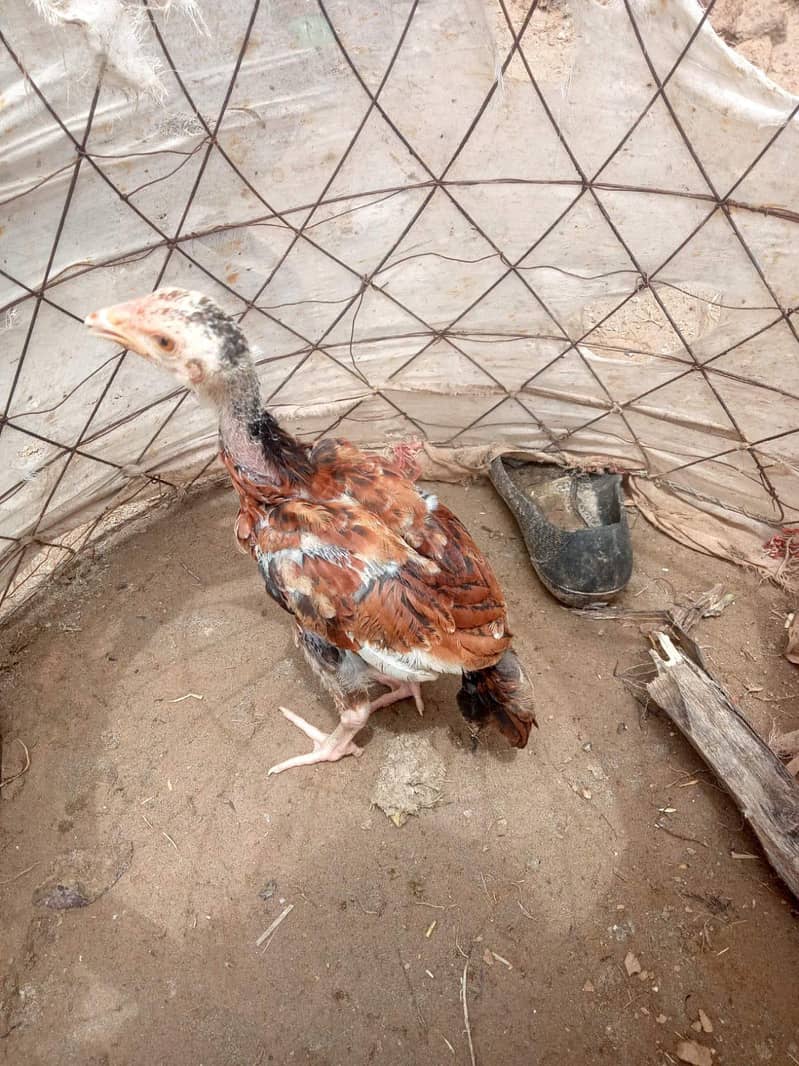 Aseel Chicks pair 3