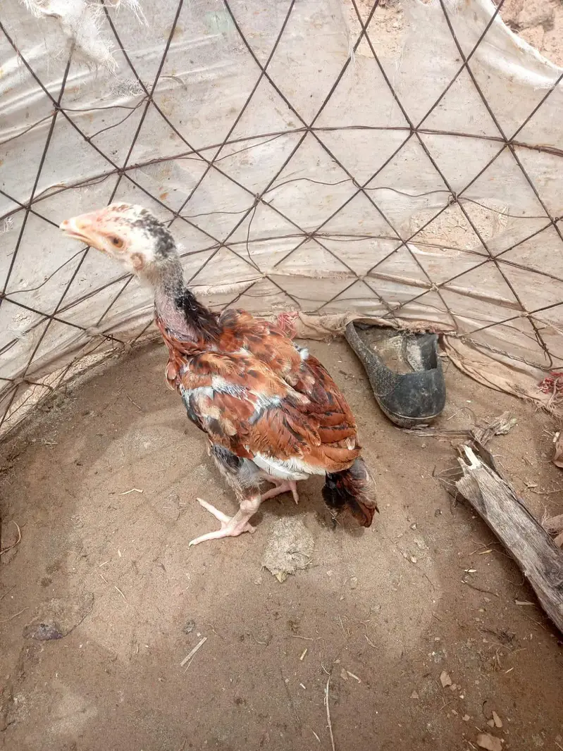 Aseel Chicks pair — photo 4