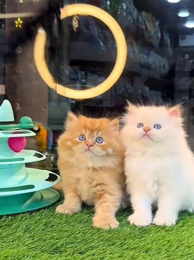 Persian female kitten for sale 0346+4647+379
