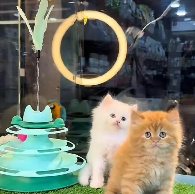 Persian female kitten for sale 0346+4647+379 — photo 2