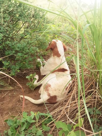 Gun dog english pointer