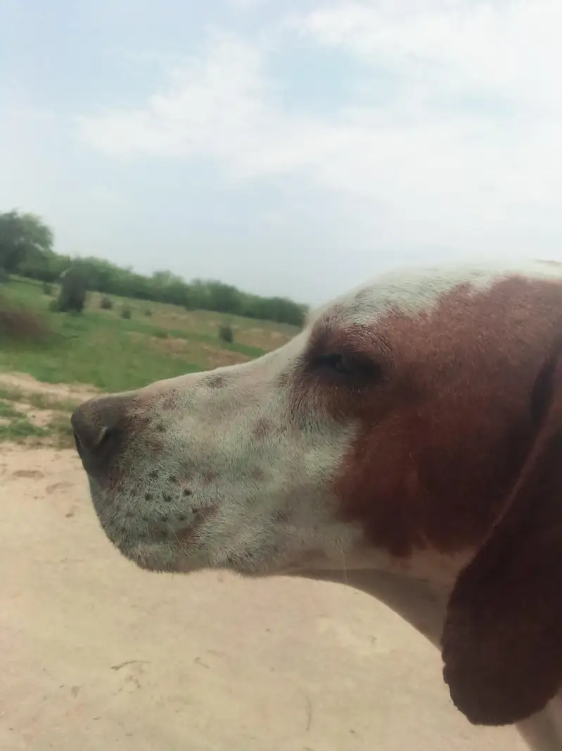 Gun dog english pointer — photo 2