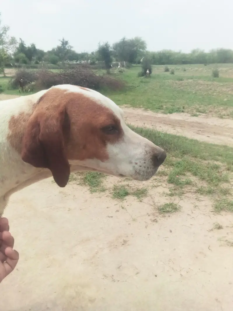 Gun dog english pointer — photo 3