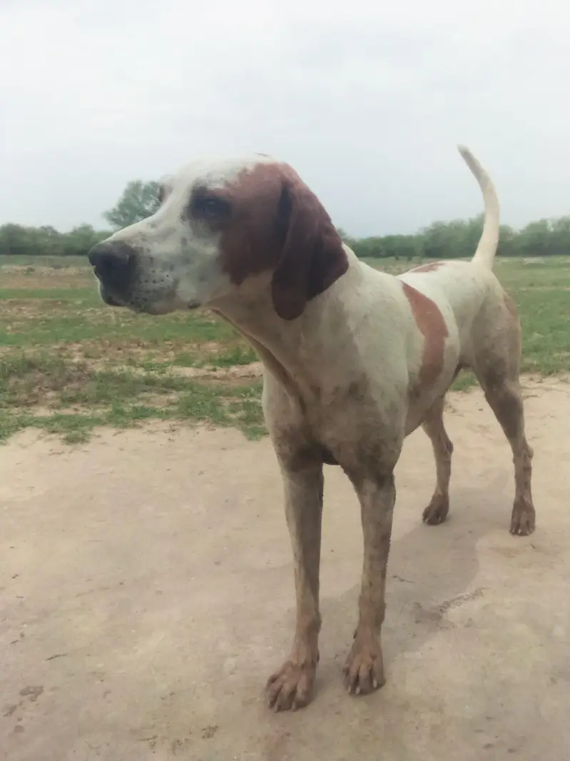 Gun dog english pointer — photo 5