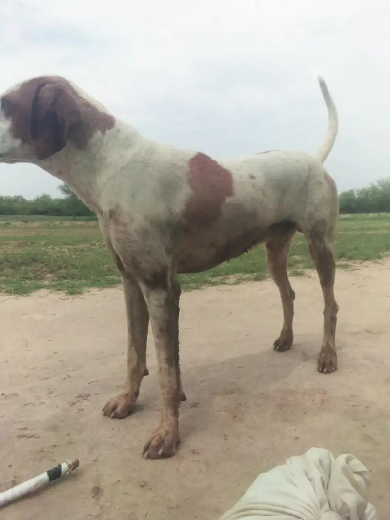 Gun dog english pointer — photo 6