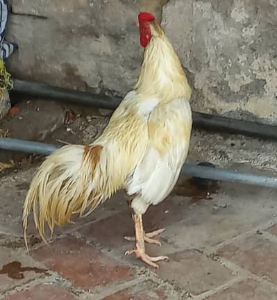 Heera for sale