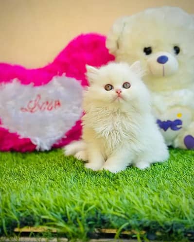 Persian female kitten for sale 0346+4647+379