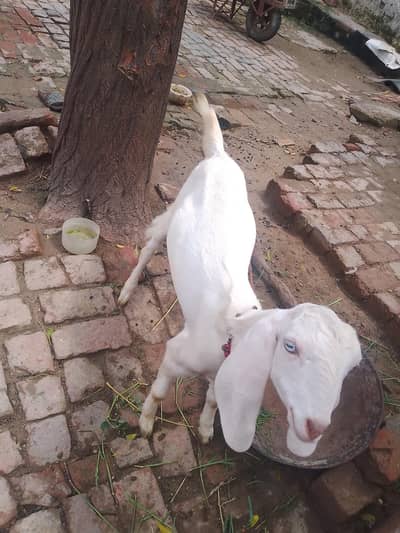 for sale urgent
