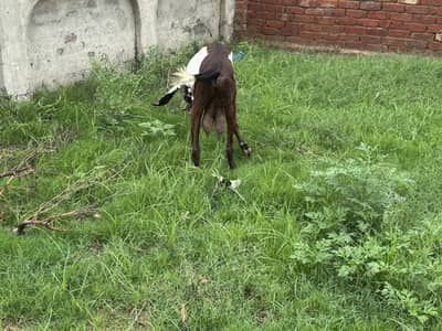 Pure Desi Goat for sale Lahore