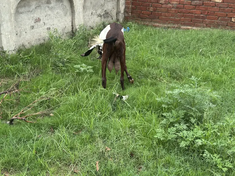 Pure Desi Goat for sale Lahore