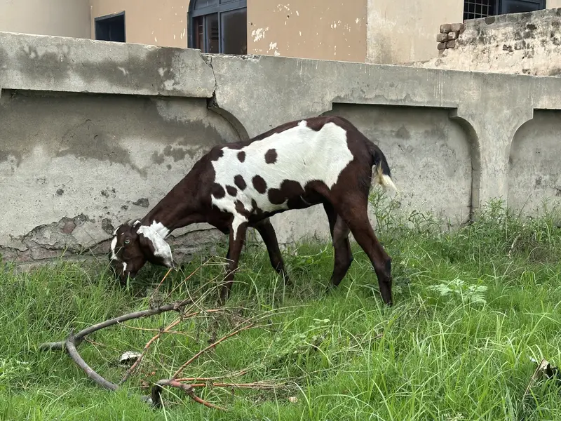 Pure Desi Goat for sale Lahore — photo 2