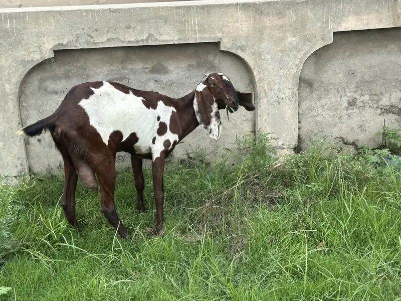 Pure Desi Goat for sale Lahore — photo 3