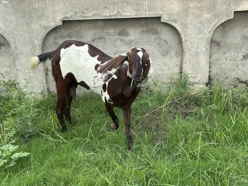 Pure Desi Goat for sale Lahore — photo 4