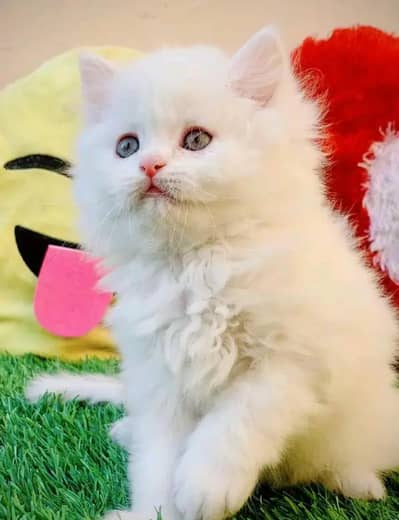 Persian female kitten for sale 0346+4647+379