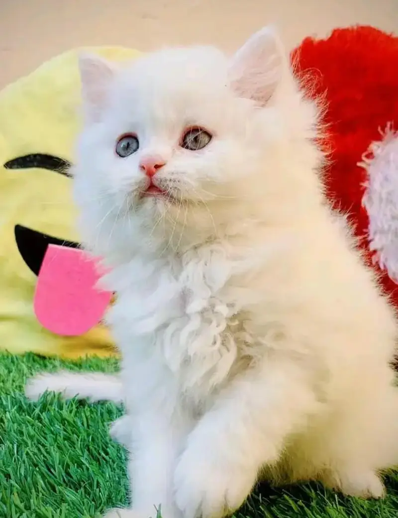 Persian female kitten for sale 0346+4647+379
