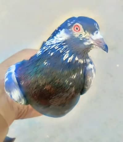 Kamangar salety  Kabotar for sale in wah cantt