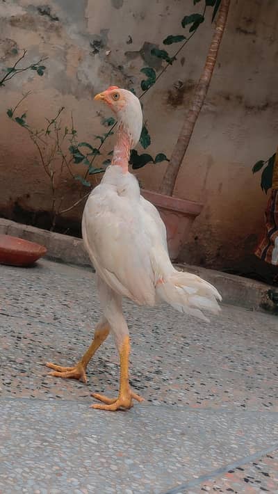 Heera Aseel Male 5 Months Patha with Blue Eyes