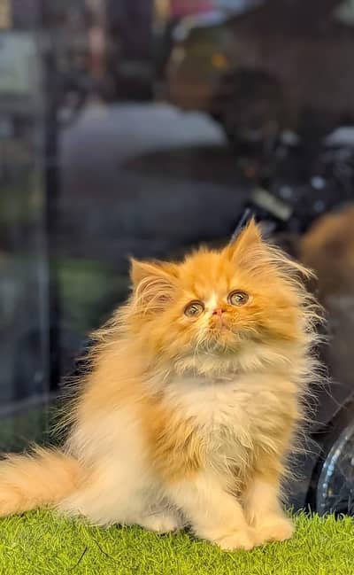 Persian kittens triple coat for sale contact whatsap 03716930454