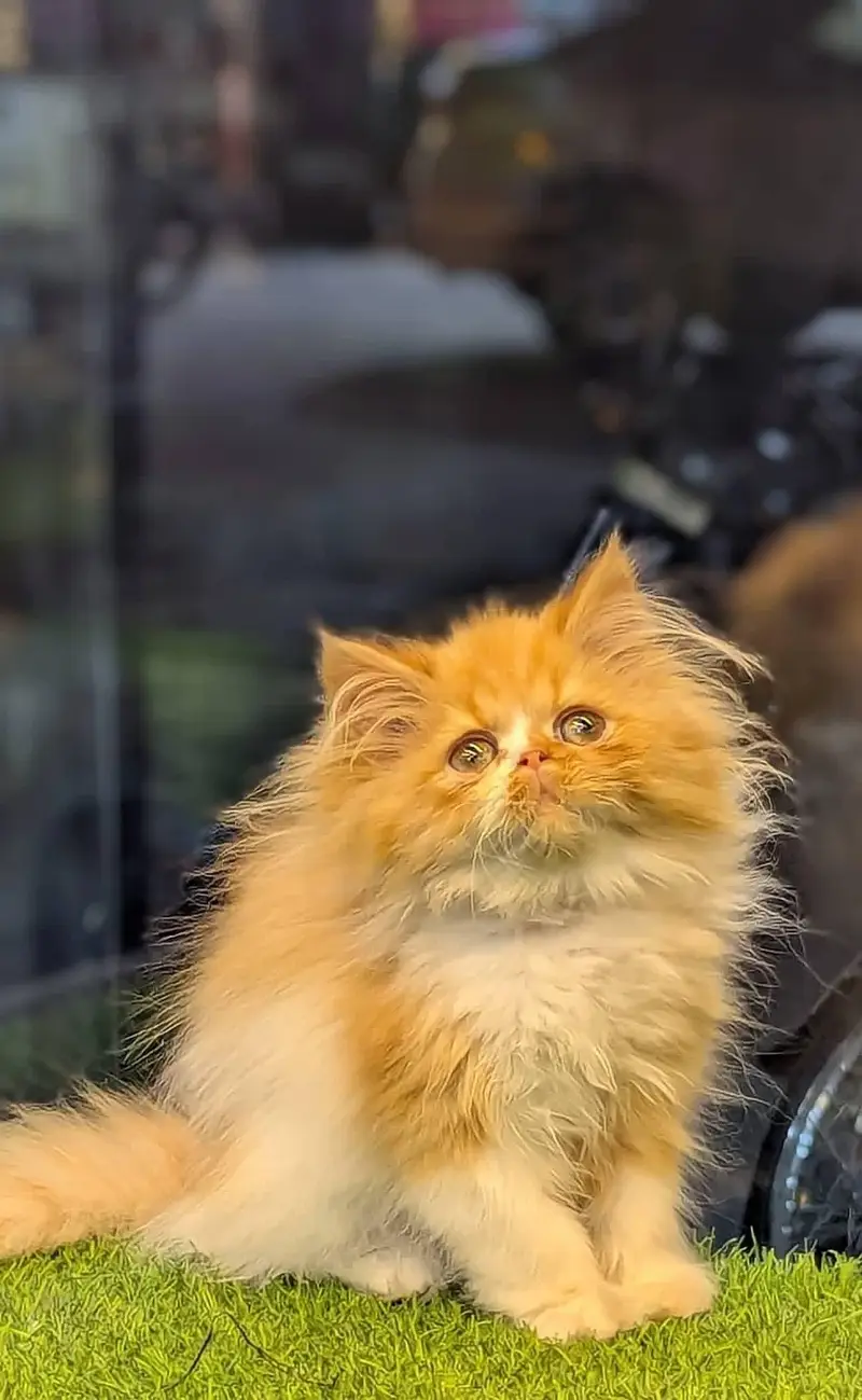 Persian kittens triple coat for sale contact whatsap 03716930454
