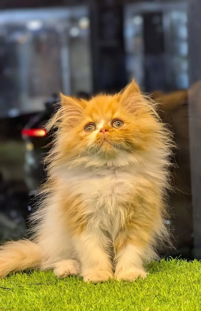 Persian kittens triple coat for sale contact whatsap 03716930454 — photo 2