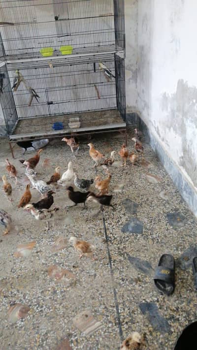 australorp chozy available for sale