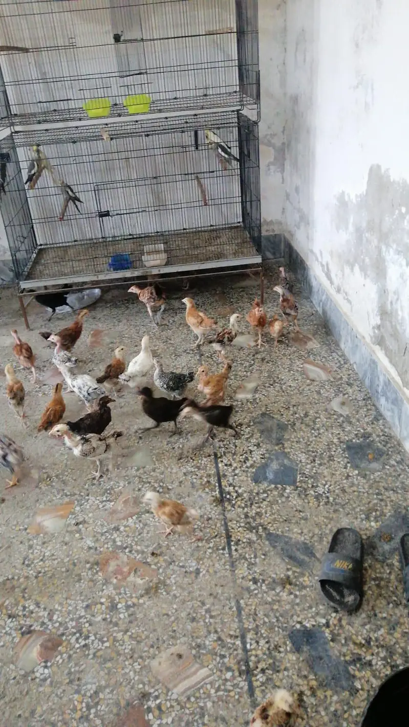 australorp chozy available for sale