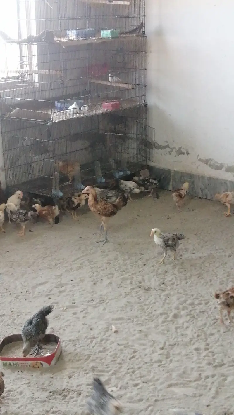 australorp chozy available for sale — photo 2