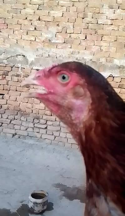 2 Aseel murgi blue eyes