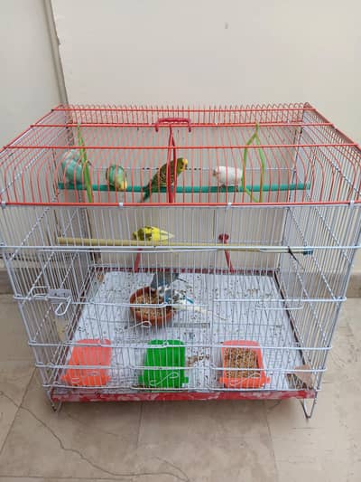 Budgies for sale with cage