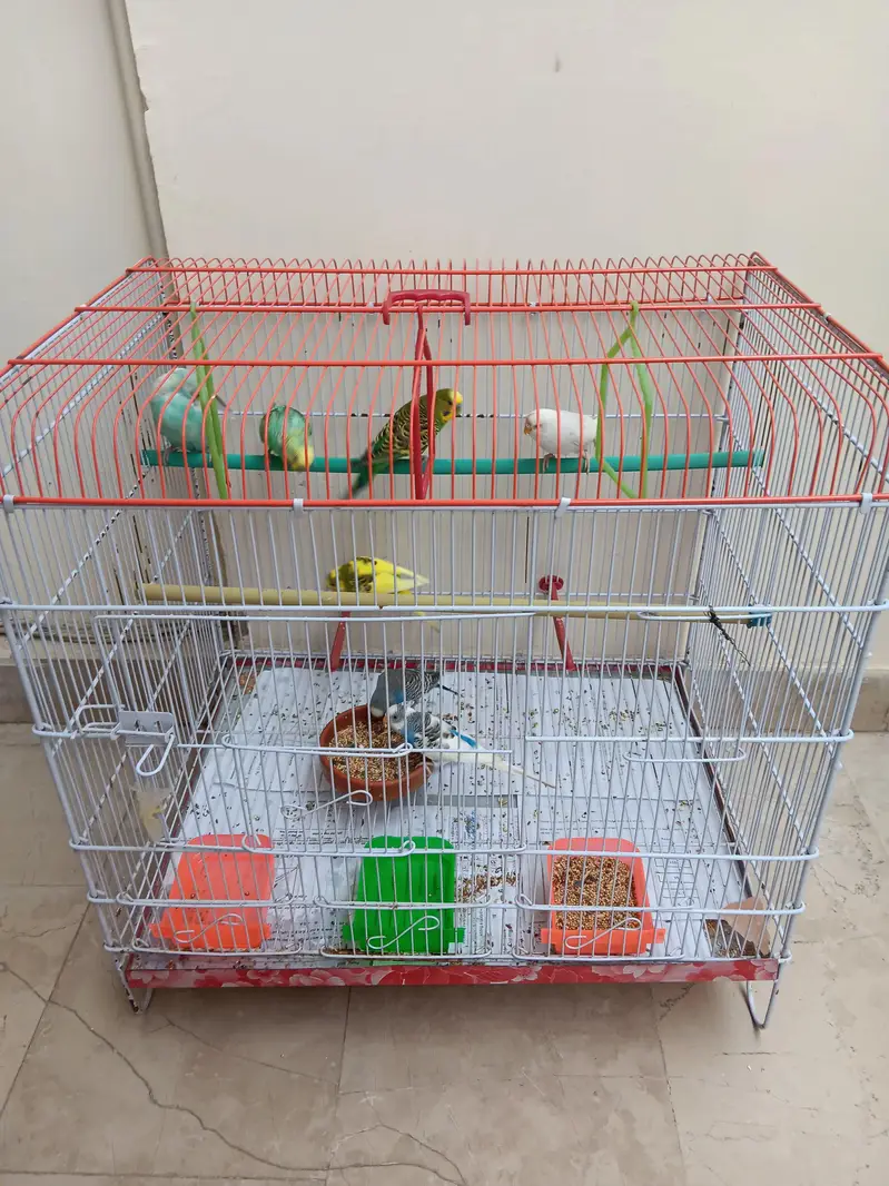 Budgies for sale with cage