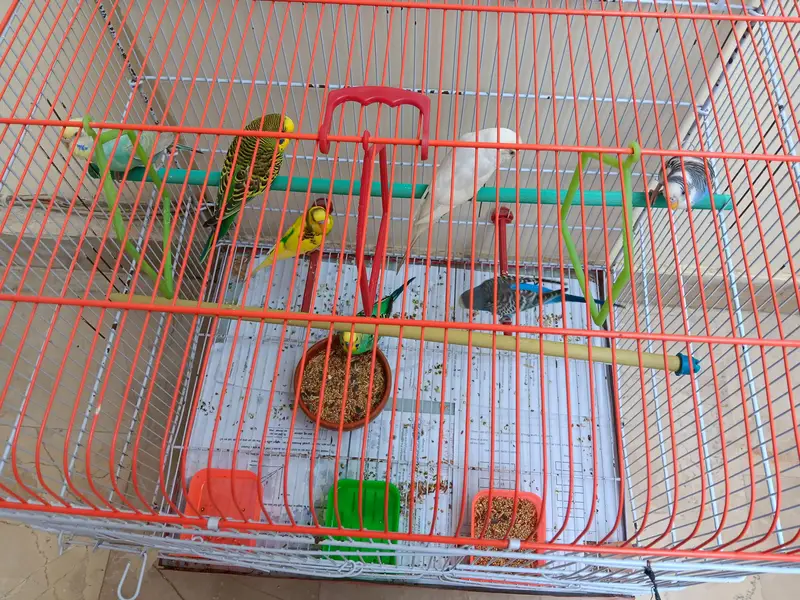Budgies for sale with cage — photo 2