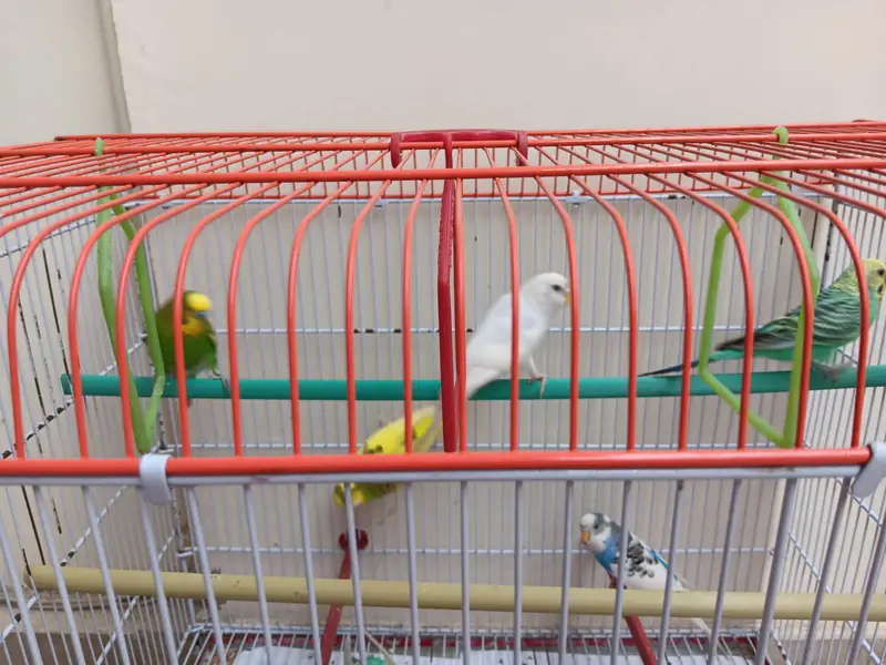 Budgies for sale with cage — photo 3