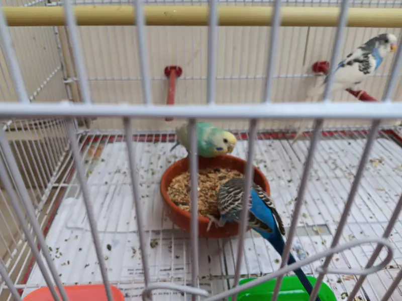 Budgies for sale with cage — photo 4