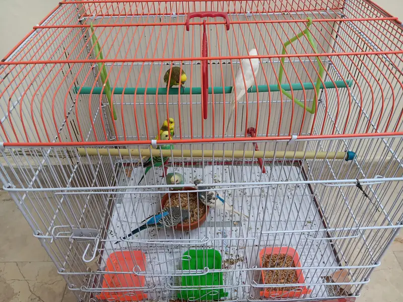 Budgies for sale with cage — photo 5