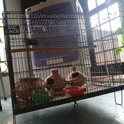 parrots cage
