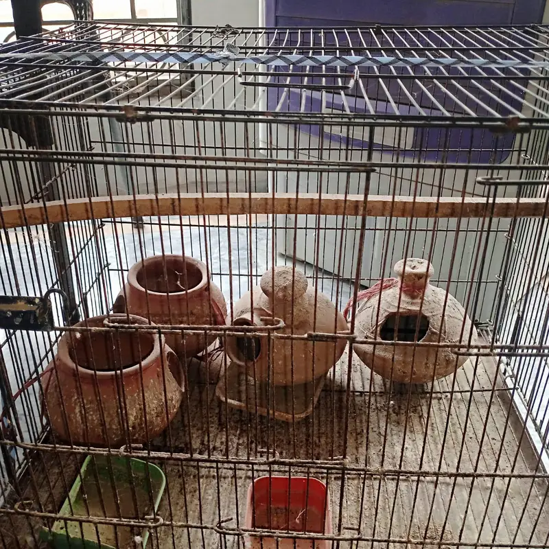 parrots cage — photo 2