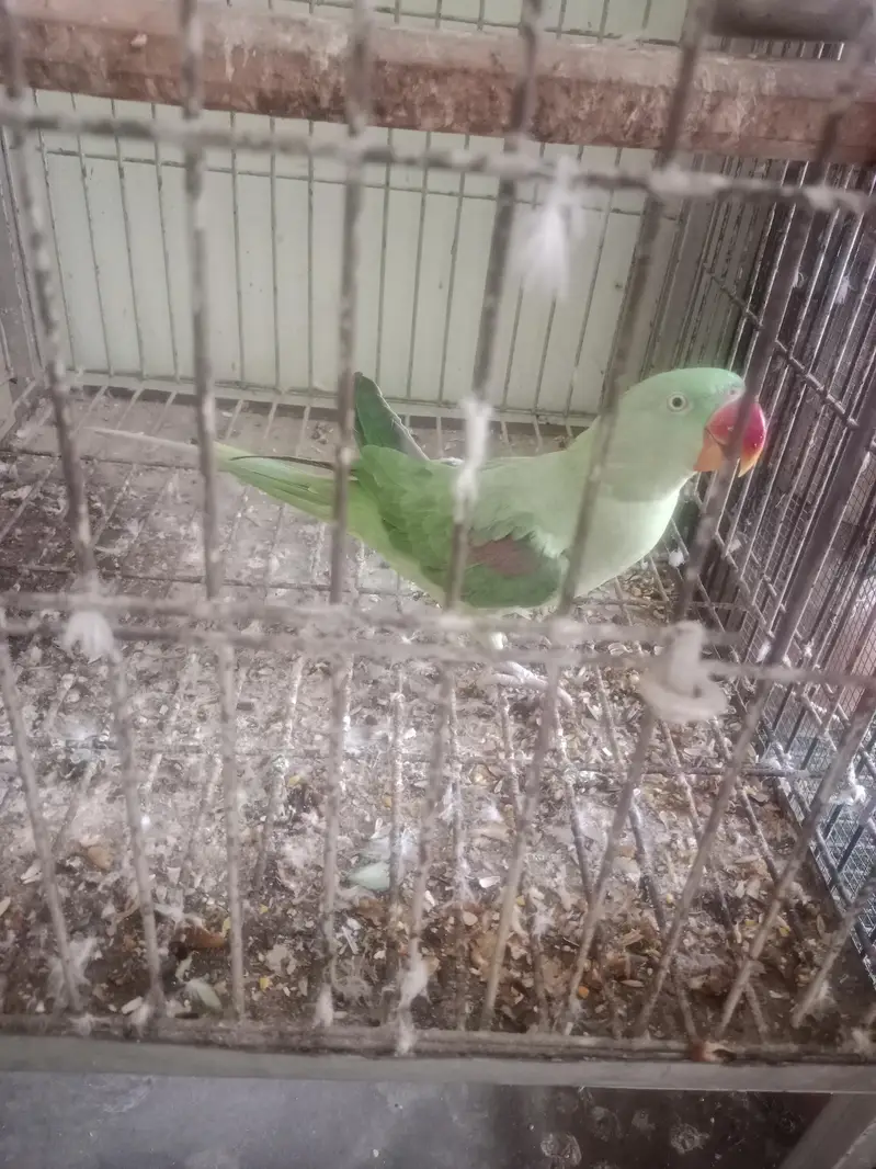 raw with cage — photo 3