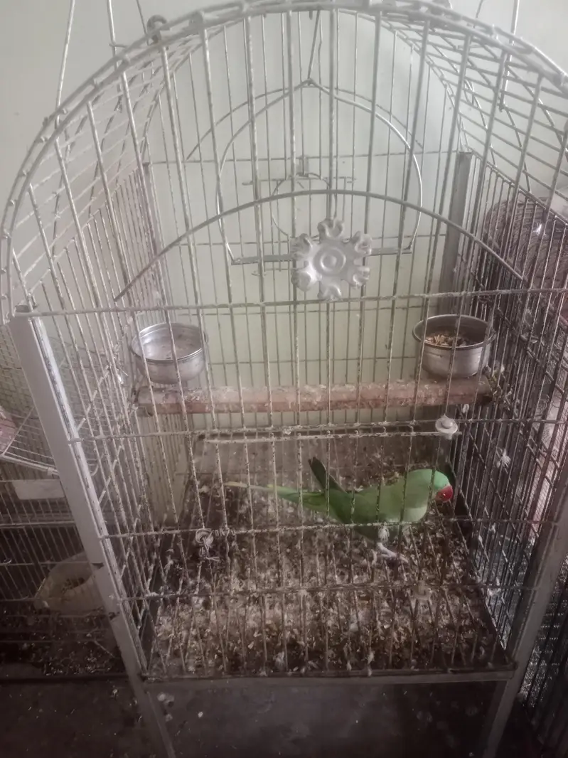 raw with cage — photo 4