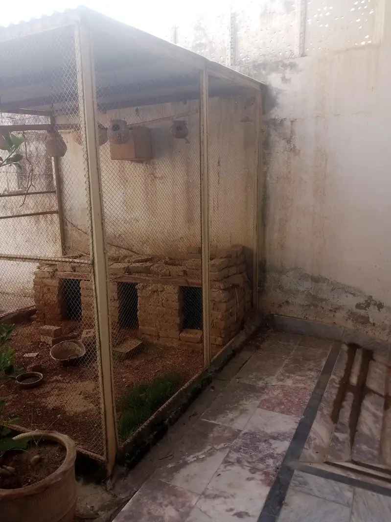 Cage for birds and hens — photo 3