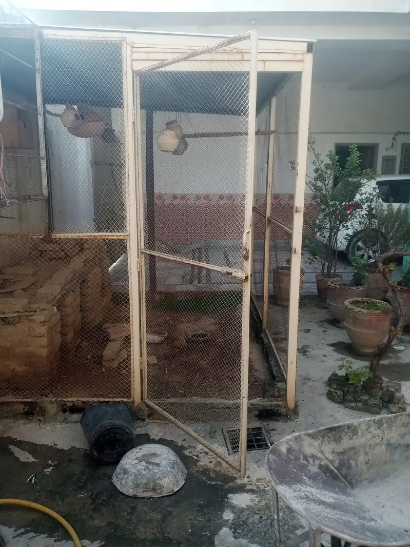 Cage for birds and hens — photo 4