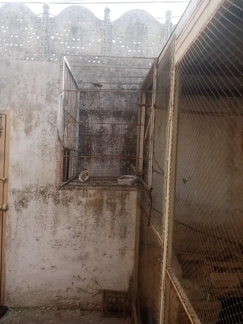 Cage for birds and hens — photo 5