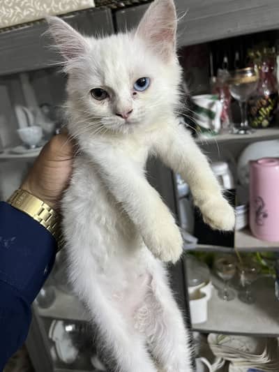 Odd eyes persian