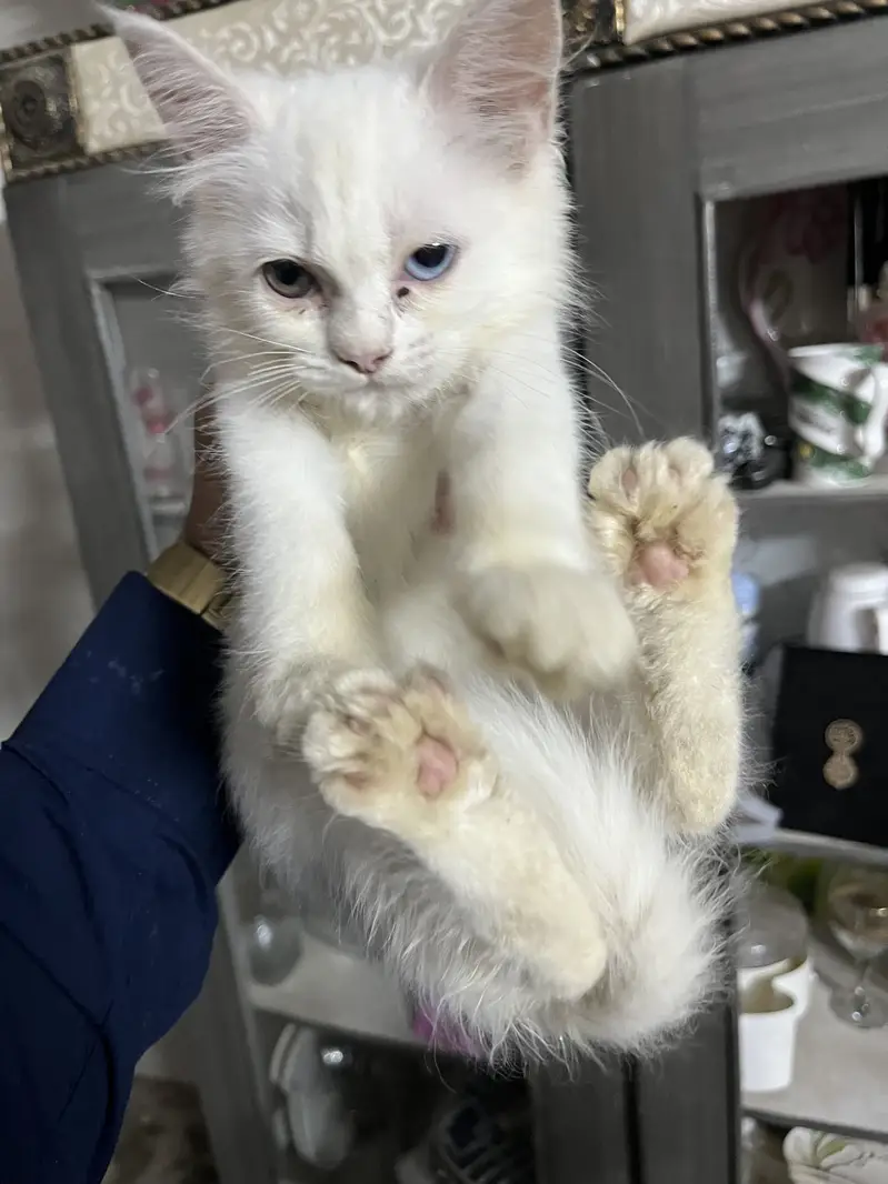Odd eyes persian — photo 2