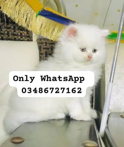 Persian cat 2month vaccinated