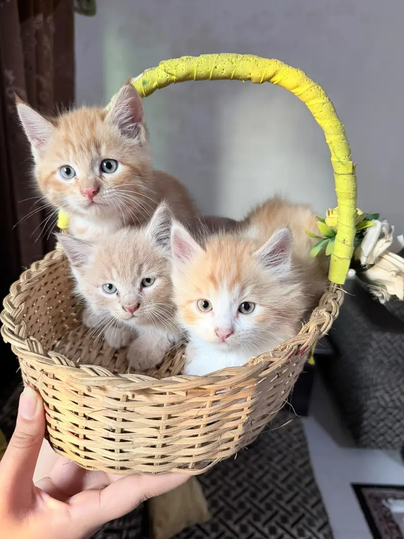 Kittens Up for Sale — photo 2
