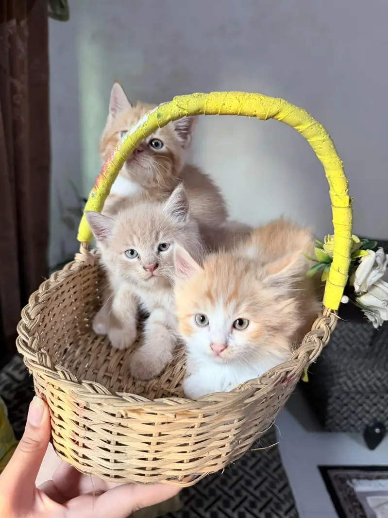 Kittens Up for Sale — photo 3