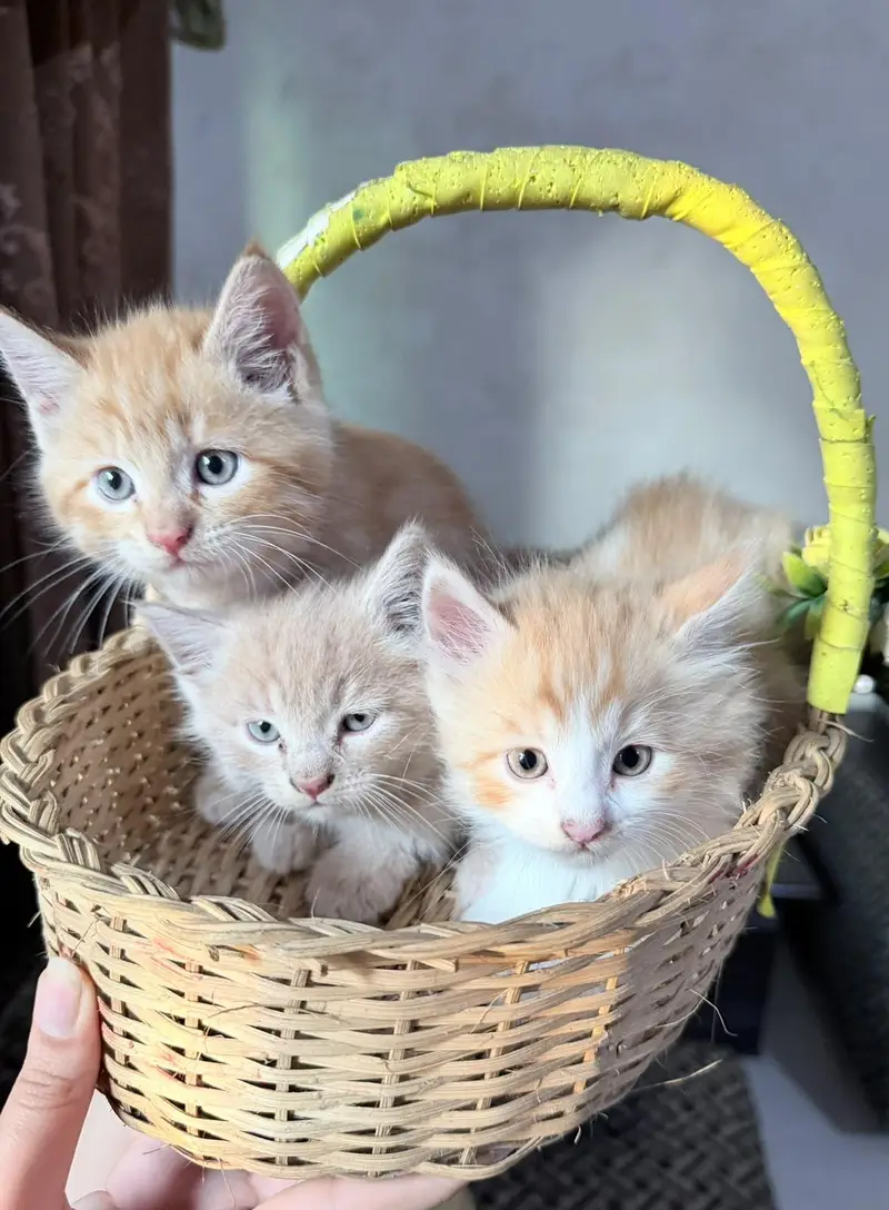 Kittens Up for Sale — photo 4