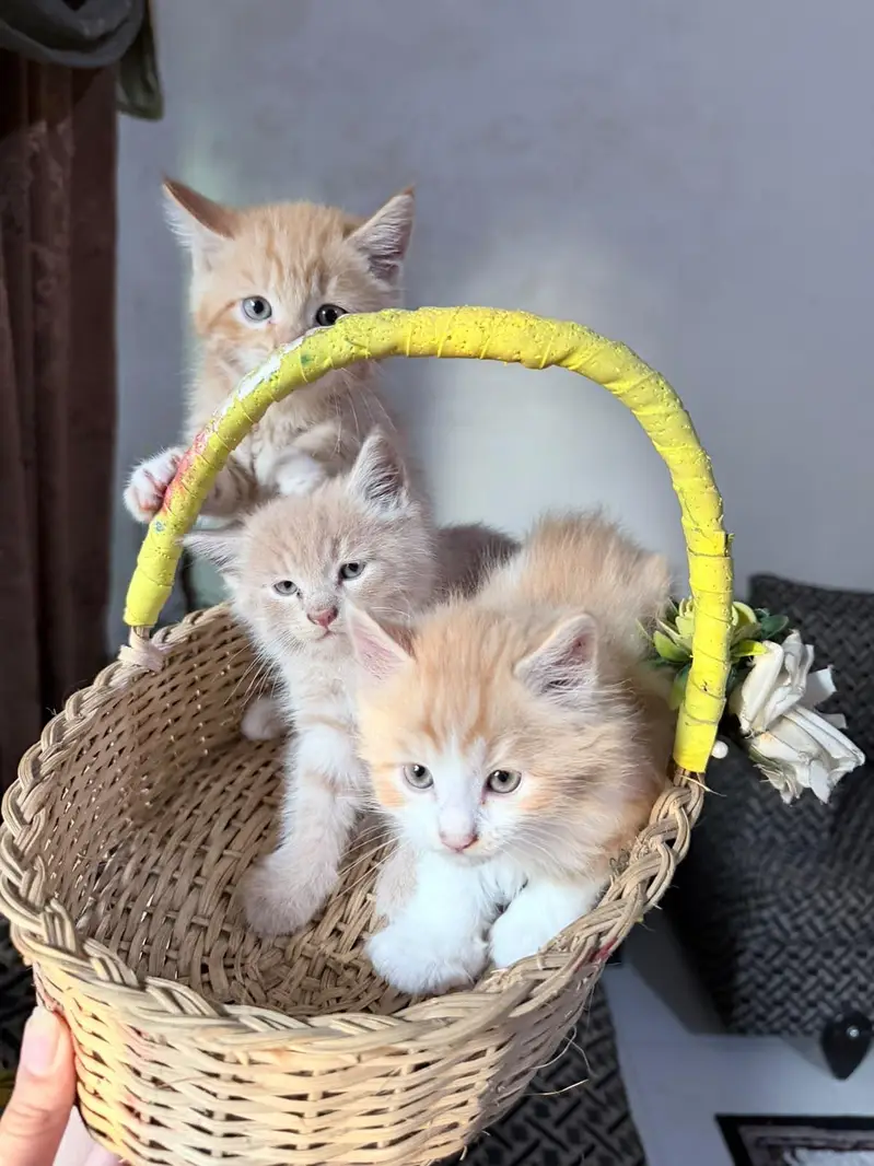 Kittens Up for Sale — photo 5